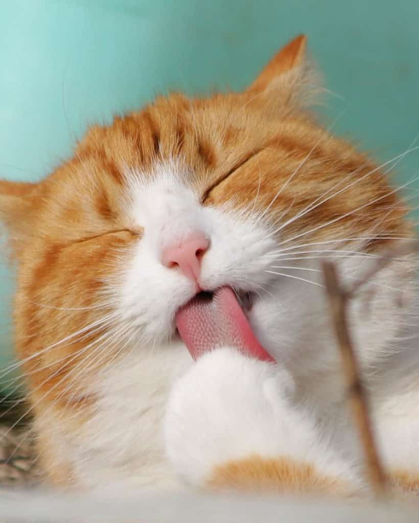 Cat Vet Singapore Cat clinic Singapore